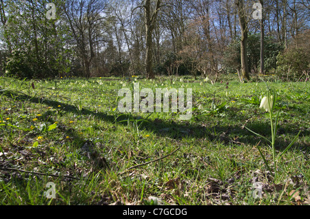 Testa di serpenti Fritillary Foto Stock