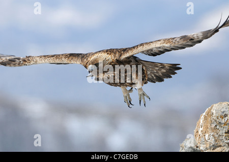 Aquila reale (Aquila chrysaetos) in volo, Carpazi, Bulgaria Foto Stock