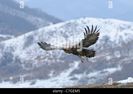 Aquila reale (Aquila chrysaetos) in volo in inverno le montagne dei Carpazi, Bulgaria Foto Stock