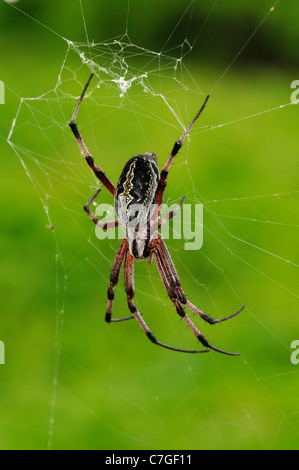 A zig-zag Spider (Neoscona cooksoni) di appoggio nel suo web, Isole Galapagos, Ecuador Foto Stock