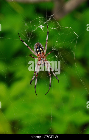 A zig-zag Spider (Neoscona cooksoni) nel web, vista di lato inferiore, Isole Galapagos, Ecuador Foto Stock