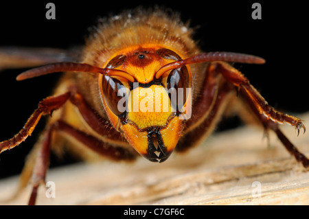 Regina Hornet (Vespa crabro) close-up di testa e ganasce della regina, Oxfordshire, Regno Unito Foto Stock