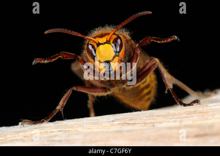 Hornet (Vespa crabro ) close-up della regina che mostra la faccia e ganasce, Oxfordshire, Regno Unito Foto Stock