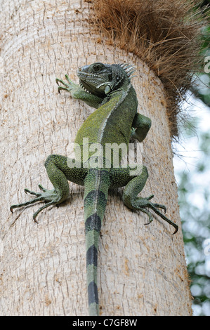 (Iguana Iguana iguana) rampicante, Parque Bolivar, Guayaquil, Ecuador Foto Stock