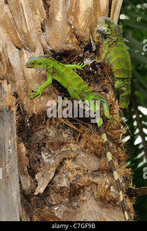 (Iguana Iguana iguana) rampicante, Parque Bolivar, Guayaquil, Ecuador Foto Stock