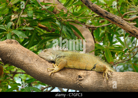 (Iguana Iguana iguana) in appoggio sul ramo di albero, Parque Bolivar, Guayaquil, Ecuador Foto Stock