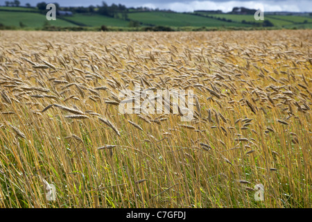 L'orzo raccolto in un campo pronto per la mietitura County Donegal Repubblica di Irlanda Foto Stock