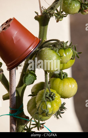 Homegrown pomodori maturazione sulla vite in estate sunshine.Salisbury England Regno Unito Foto Stock