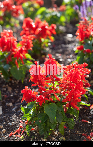 La Salvia fiori di biancheria da letto in inglese giardino sul retro. Salisbury Regno Unito Foto Stock