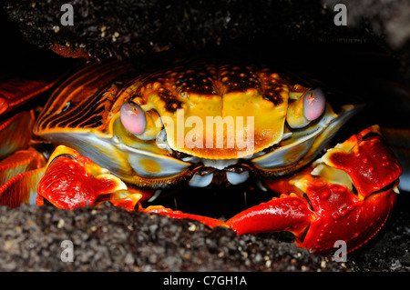Saaly Lightfoot Crab (Grapsus grapsus) nasconde nella crepa di pietra, close-up, Isole Galapagos, Ecuador Foto Stock