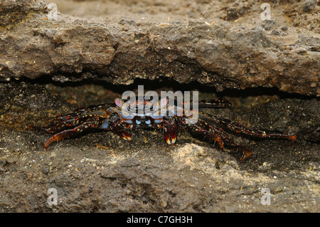 Sally Lightfoot Crab (Grapsus grapsus) capretti nascondere in una fessura nella roccia, Isole Galapagos, Ecuador Foto Stock