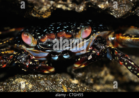 Sally Lightfoot Crab (Grapsus grapsus) capretti nascondere in una fessura nella roccia, Isole Galapagos, Ecuador Foto Stock