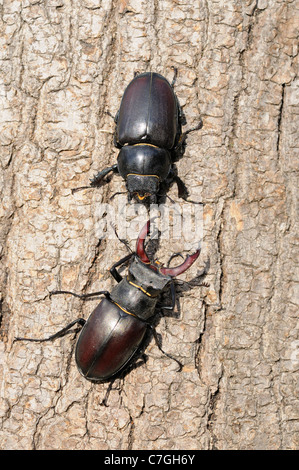 Stag Beetle (lucanus cervus) maschio e femmina reciprocamente affacciati sul tronco di albero, Oxfordshire, Regno Unito Foto Stock