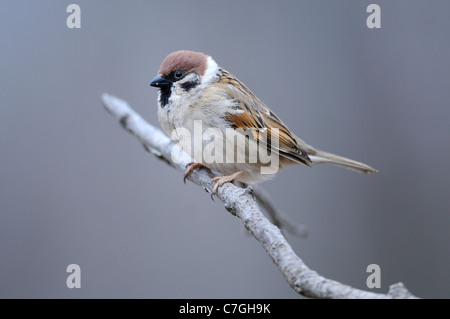 Tree Sparrow (Passer montanus) appollaiato sul ramo, Bulgaria Foto Stock