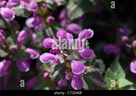 Lamium maculatum dead ortica Foto Stock