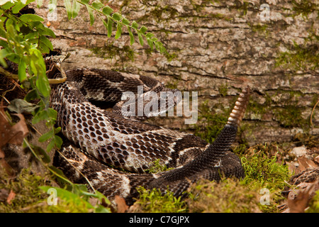 Legname Rattlesnake Crotalus horridus horridus Foto Stock