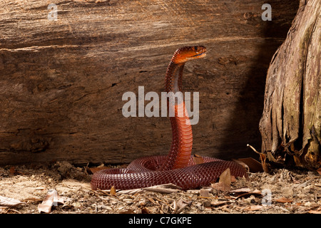 Red sputare Cobra Naja mossambica pallida Foto Stock