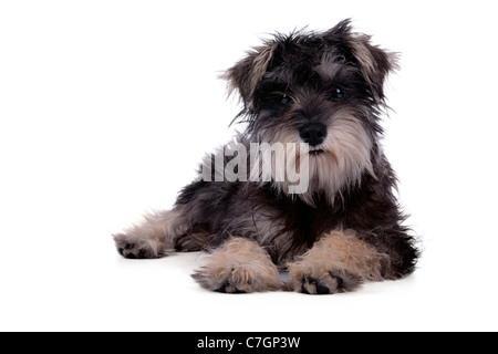 Miniatura CUCCIOLO SCHNAUZER. Foto Stock