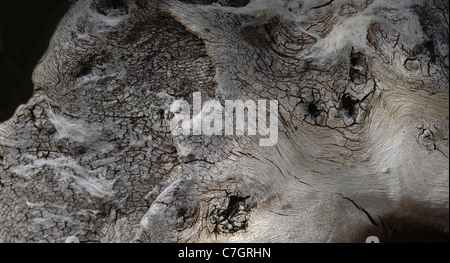 Legno naturale costituisce in buona luce naturale. Forte qualità astratta. Foto Stock