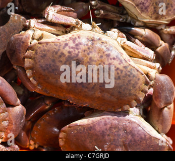 Dh Cancer pagurus granchio pesce REGNO UNITO box di granchi Granchio di mare granchio marrone gran bretagna catture dei pescatori Foto Stock