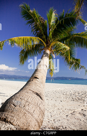 Unico albero di palme sulla spiaggia di sabbia bianca, Boracay Island, Filippine. Foto Stock