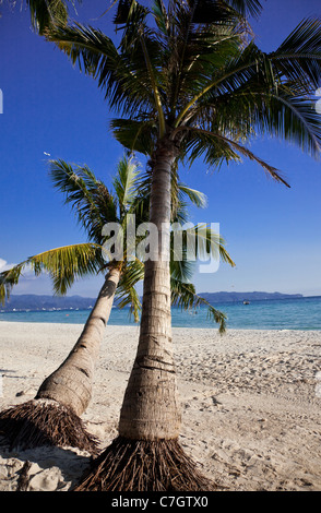 Palme sulla spiaggia di sabbia bianca, Boracay, Filippine. Foto Stock