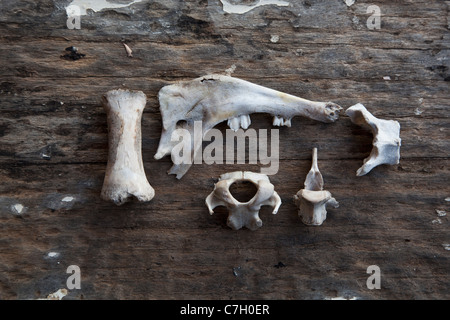 Una disposizione di ossa di animali su di una superficie di legno Foto Stock