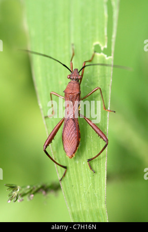 Pod di soia Bug Riptortus linearis, Sumatra, Indonesia Foto Stock