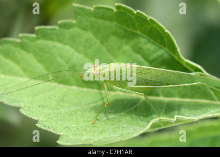 Katydid mimetizzata contro a foglia di Sumatra, Indonesia Foto Stock