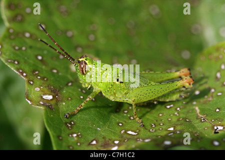 Grasshopper Nymph siede mimetizzata su una foglia in Java, Indonesia Foto Stock