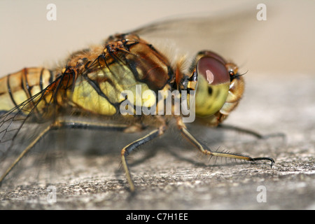 Comune Femmina Darter Sympetrum striolatum prese al vecchio Moor RSPB Riserva, Yorkshire, Regno Unito Foto Stock