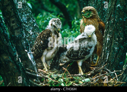Rosso falco con spallamento con nuovo materiale di nido a nido con i falchi giovanile Foto Stock