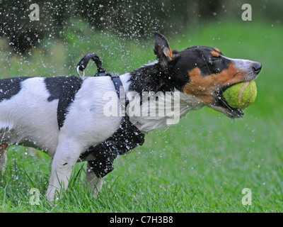 Un jack russell cane con una palla nella sua bocca e lo stesso di scuotimento Foto Stock