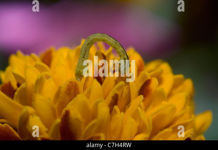 Un bruco su un fiore Foto Stock