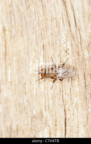 Una mosca di casa (Musca domestica) in piedi su un pezzo di deadwood Foto Stock