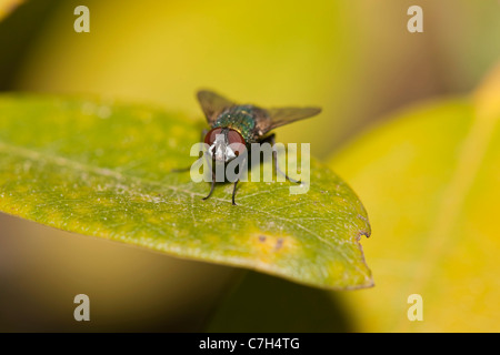 Una mosca carnaria (Calliphora Lucilia) in piedi su una foglia Foto Stock