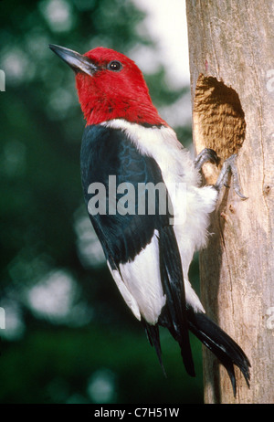 Rosso picchio con testa (MELANERPES ERYTHROCEPHALUS) Foto Stock