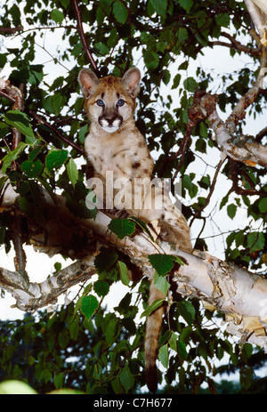 Giovani COUGAR CUB (FELIX CONCOLAR)nella struttura ad albero Foto Stock