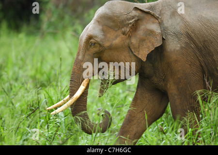 "Tusker' Elefante asiatico (Elephas maximus), Sri Lanka Foto Stock