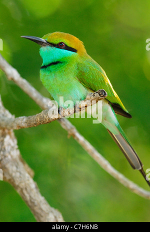 Poco verde Gruccione (Merops orientalis) in Yala Ovest del Parco Nazionale, Sri Lanka Foto Stock