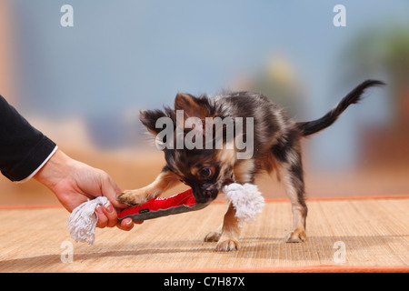 Chihuahua, longhaired, cucciolo, scuro-MERLE, 17 settimane / toy Foto Stock