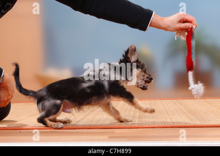 Chihuahua, longhaired, cucciolo, scuro-MERLE, 17 settimane / toy Foto Stock