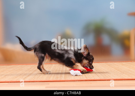 Chihuahua, longhaired, cucciolo, scuro-MERLE, 17 settimane / toy, laterale Foto Stock