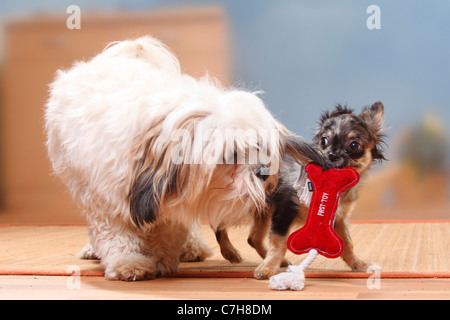 Razza del cane e del Chihuahua, longhaired, cucciolo, scuro-MERLE, 17 settimane / toy Foto Stock