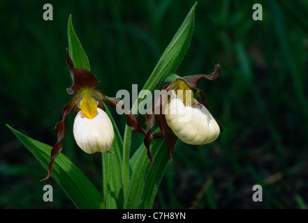 Piccolo WHITE LADY'S pantofole (CYPRIPEDIUM CANDIDUM) Foto Stock