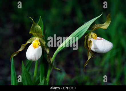 Piccolo WHITE LADY'S pantofole (CYPRIPEDIUM CANDIDUM) Foto Stock