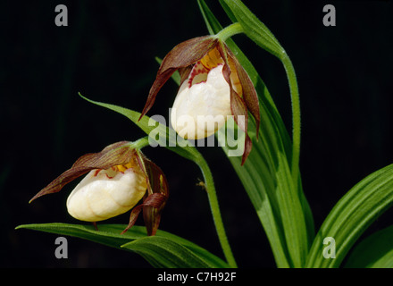 Piccolo WHITE LADY'S pantofole (CYPRIPEDIUM CANDIDUM) Foto Stock