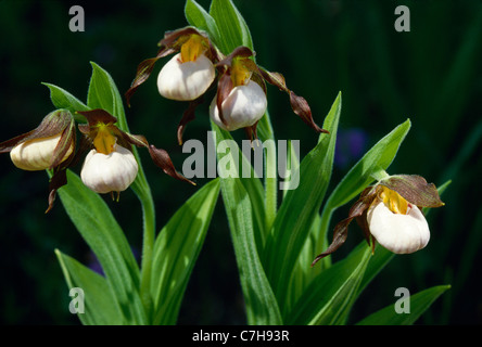 Piccolo WHITE LADY'S pantofole (CYPRIPEDIUM CANDIDUM) Foto Stock