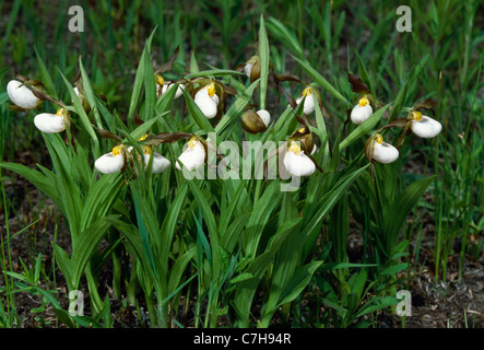 Piccolo WHITE LADY'S pantofole (CYPRIPEDIUM CANDIDUM) Foto Stock