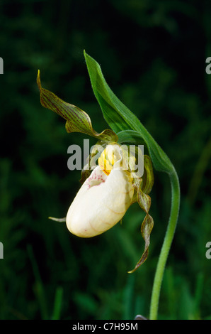 Piccolo WHITE LADY'S pantofole (CYPRIPEDIUM CANDIDUM) Foto Stock